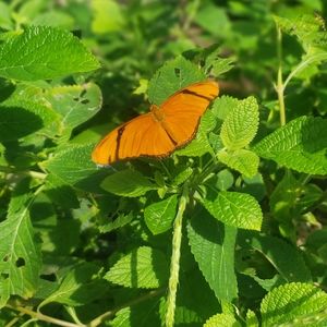 Meet your Posher, Greta